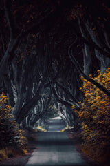 King's Road 2 Poster och Canvastavla