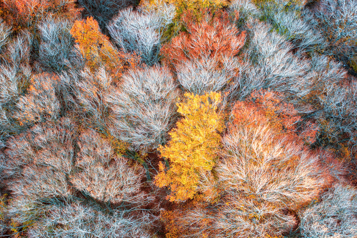 Autumn branches Poster och Canvastavla