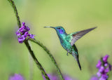 Violetear Poster och Canvastavla