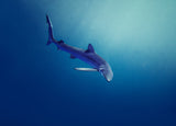 In Deep Blue Poster och Canvastavla
