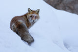 Red Fox Poster och Canvastavla