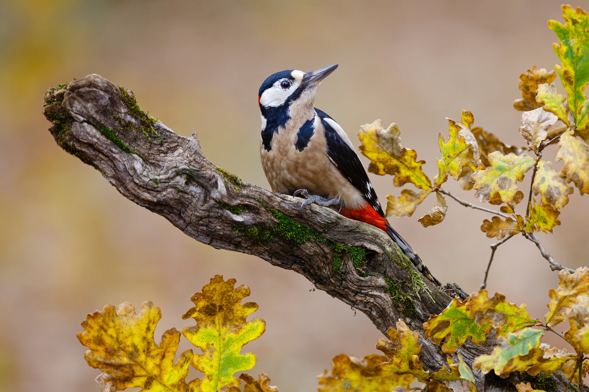 Autumn woodpecker Poster och Canvastavla