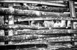 the eyes behind the fence Poster och Canvastavla