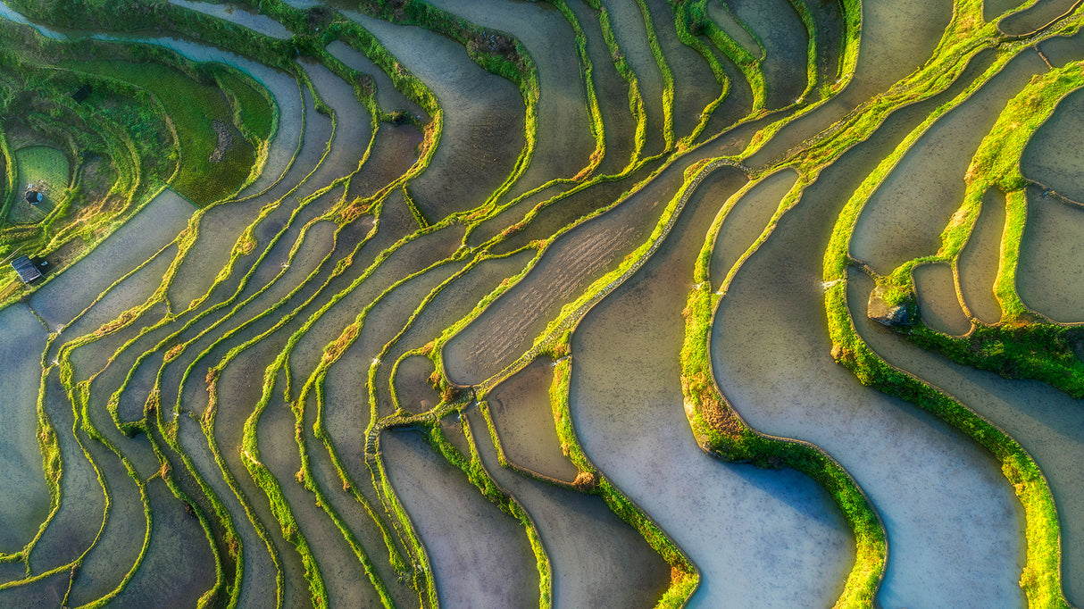 Terraced Fields Poster och Canvastavla