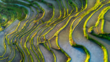 Terraced Fields Poster och Canvastavla