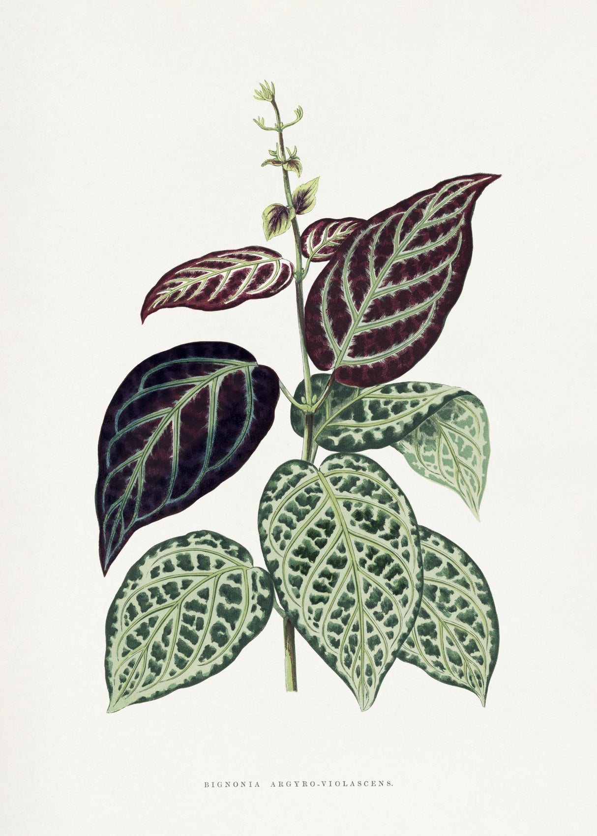 Green Bignonia Argyro Violascens Leaf Illustration Poster och Canvastavla
