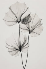 Transparent Botanic No 3 Poster och Canvastavla