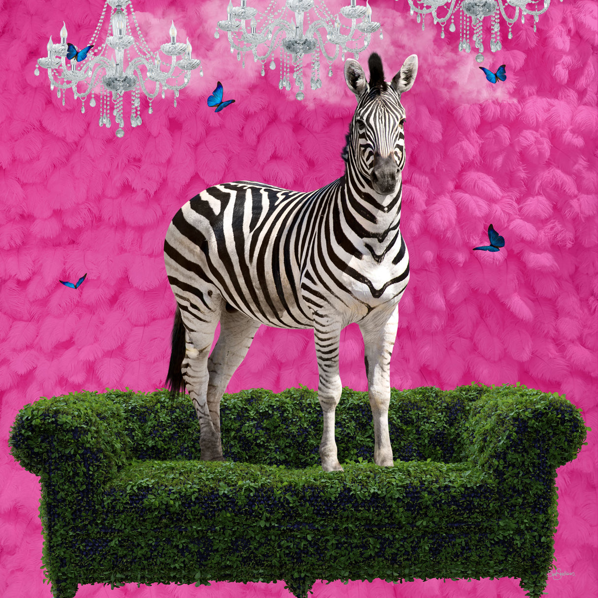 Free Spirited Zebra on a Green Settee Poster och Canvastavla
