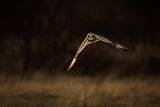 Flying to me Poster och Canvastavla