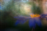 Spring! Poster och Canvastavla