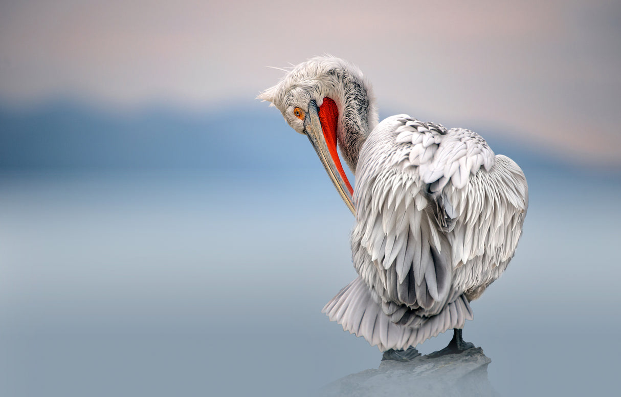 Dalmatian pelican at dawn Poster och Canvastavla