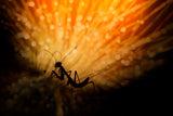Fireworks Poster och Canvastavla