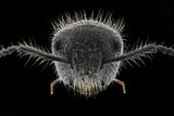 Hairy Head Poster och Canvastavla