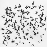 Birds Poster och Canvastavla