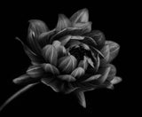 Dahlia Poster och Canvastavla
