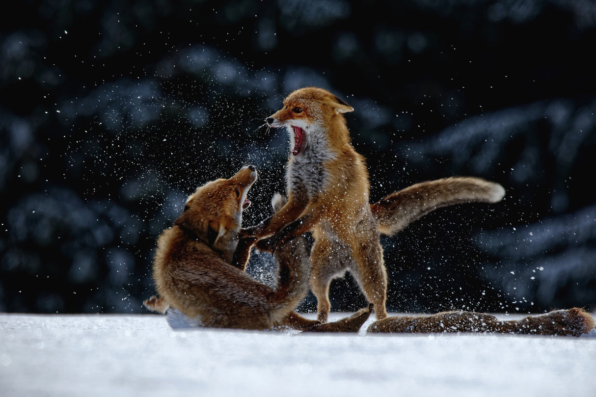 Fight on snow Poster och Canvastavla