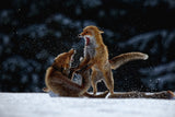 Fight on snow Poster och Canvastavla