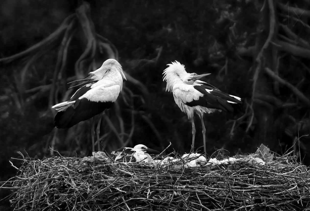 stork family Poster och Canvastavla