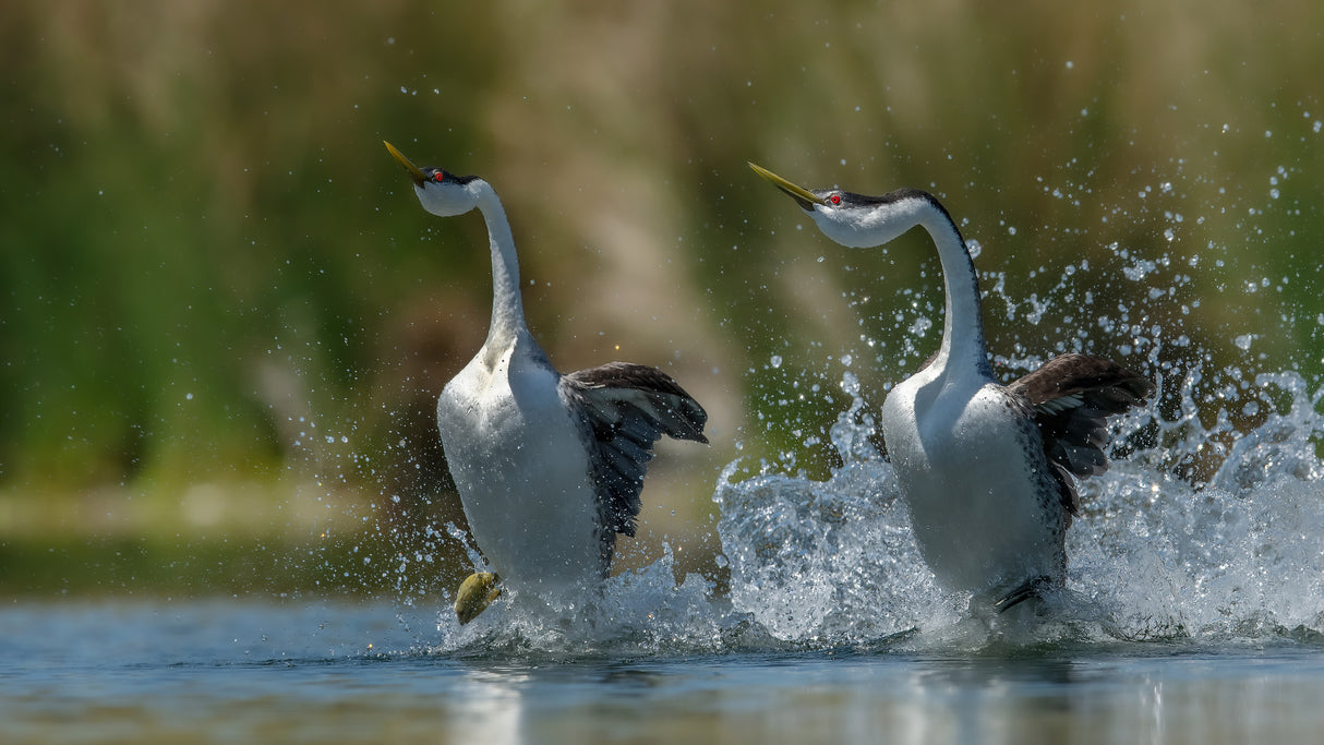 Westen Grebes Poster och Canvastavla
