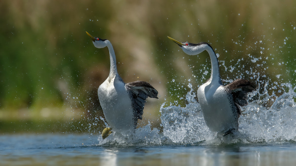 Westen Grebes Poster och Canvastavla
