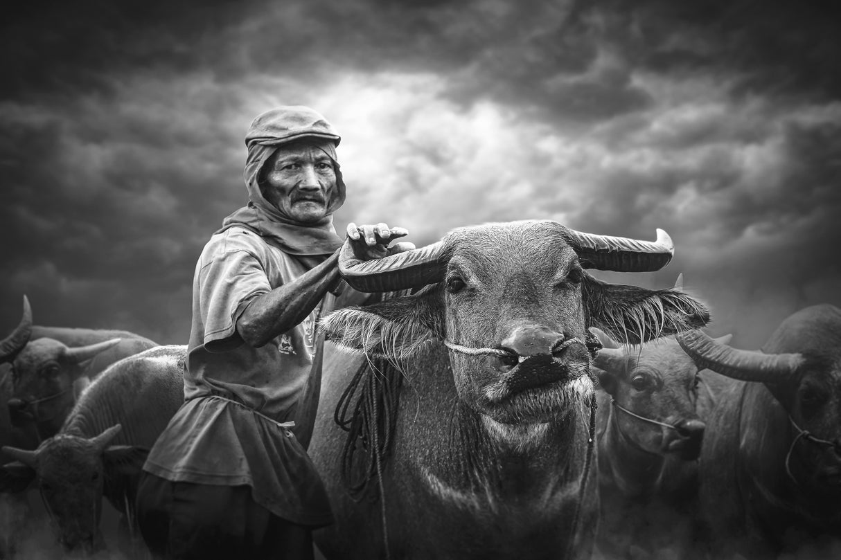 the shepherd Poster och Canvastavla