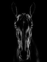 The Horse in Noir 15 Poster och Canvastavla