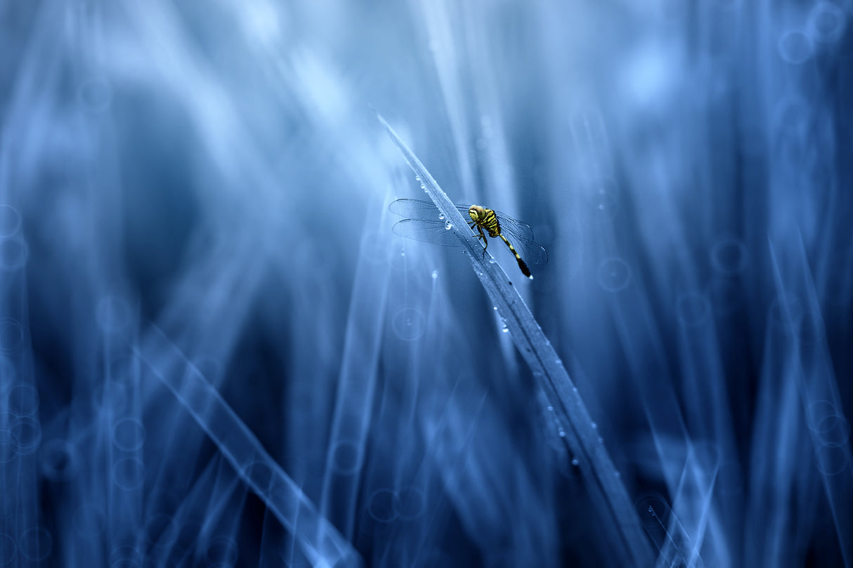 Dragonfly Poster och Canvastavla