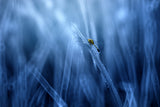 Dragonfly Poster och Canvastavla