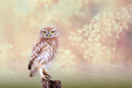 Little Owl Poster och Canvastavla