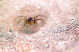 Spider Among The Dew Poster och Canvastavla