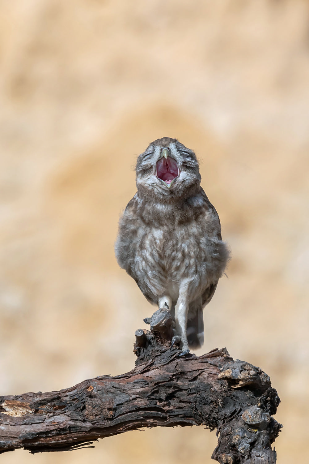 Little Owl Poster och Canvastavla