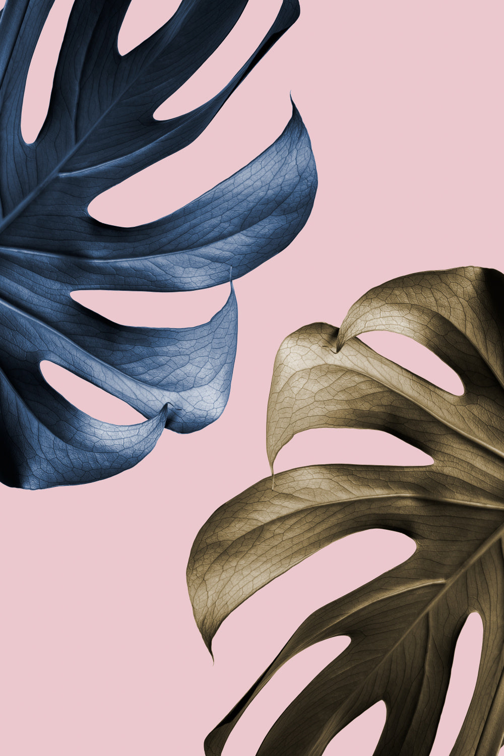 Monstera Pink 11 Poster och Canvastavla