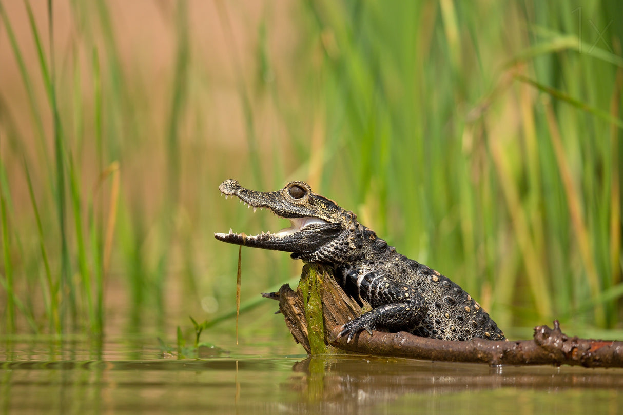 Dwarf crocodile Poster och Canvastavla