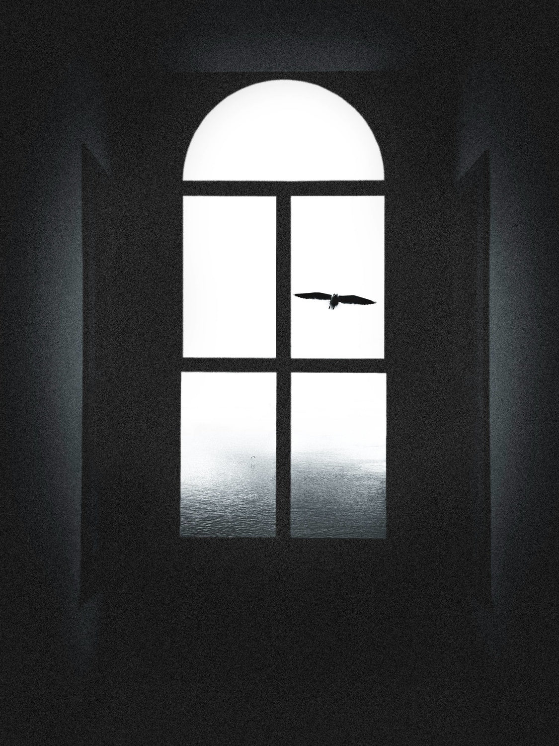 Bird in the window Poster och Canvastavla