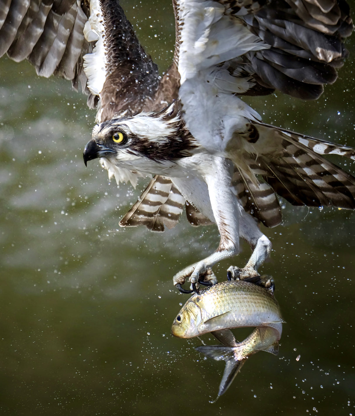Osprey Poster och Canvastavla