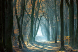 Cold Light Poster och Canvastavla