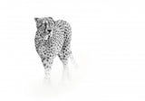 On prowl Poster och Canvastavla