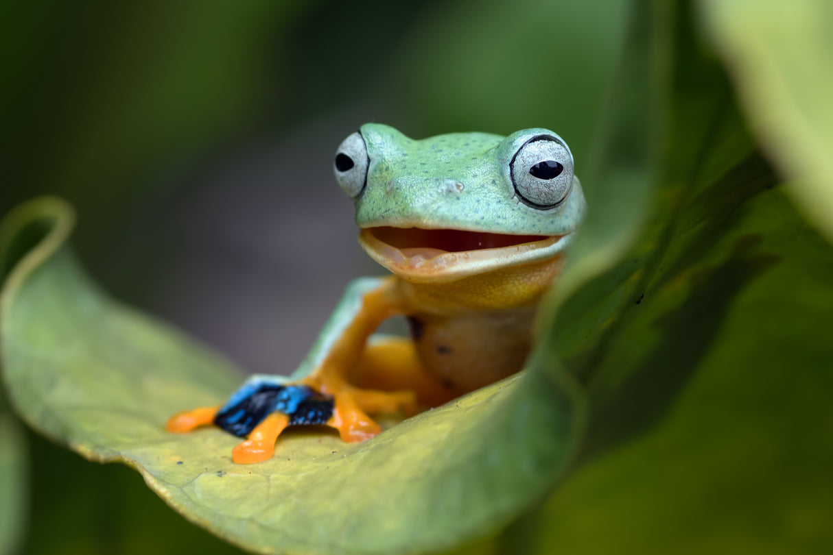 Green flying frog Poster och Canvastavla