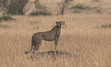 Cheetah Poster och Canvastavla