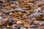 Sea of lions Poster och Canvastavla