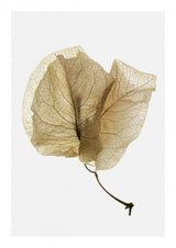 Bougainvillea Study No3 Poster och Canvastavla