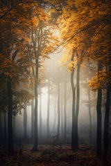 Fall Poster och Canvastavla
