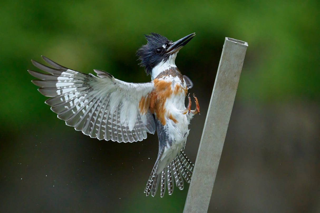Belted Kingfisher Landing Poster och Canvastavla