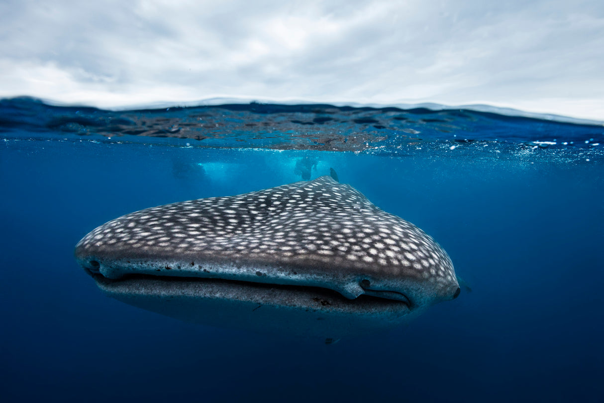 Whale Shark in split level Poster och Canvastavla