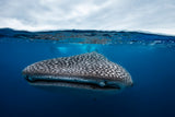 Whale Shark in split level Poster och Canvastavla