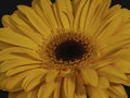 beautiful flower Poster och Canvastavla