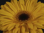 beautiful flower Poster och Canvastavla