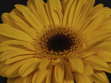 beautiful flower Poster och Canvastavla