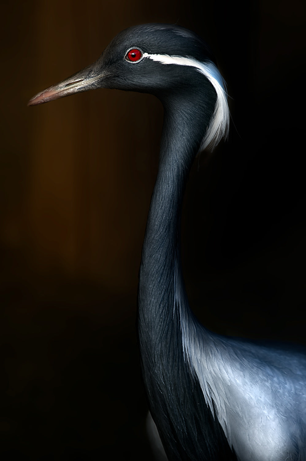 Demoiselle crane portrait Poster och Canvastavla