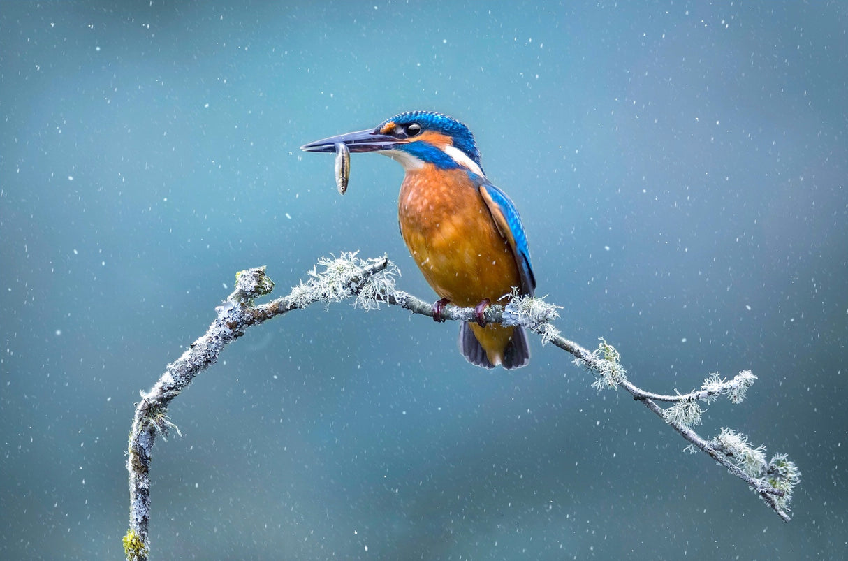 Fishing in winter Poster och Canvastavla